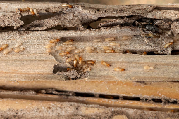 Best Best Pest Control Companies  in Washington, UT